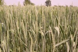 Savjeti za proizvidnju SPELTE skromne žitarica zlata vrijedne