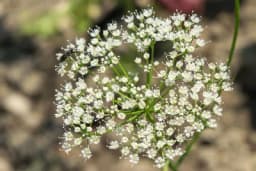 Kako se uzgaja anis - Poznata ljekovita biljka