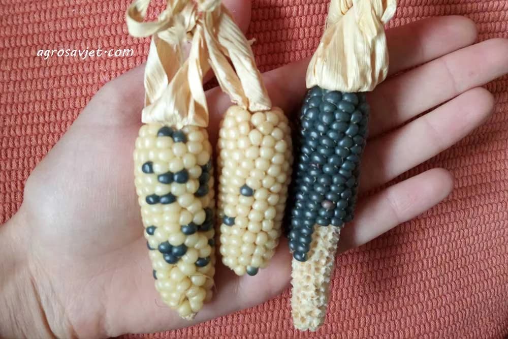 crni kukuruz kokičar