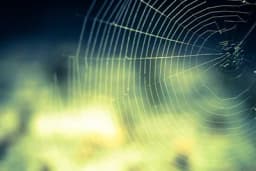 Kako spriječiti da vam ove jeseni pauci ulaze u dom