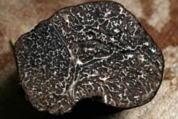 MLAD NE VRIJEDI NIŠTA, ZREO MOŽE DA KOŠTA 75000 EVRA - Šta su tartufi i zašto su toliko skupi