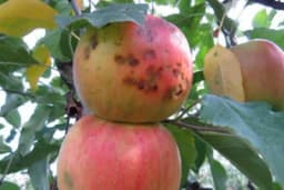 Gorke pjege na plodovima jabuke odnose zaradu, a evo kako ih spriječiti