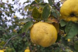 Zdrava voćka: Bolje dunja na tanjiru nego na ormaru