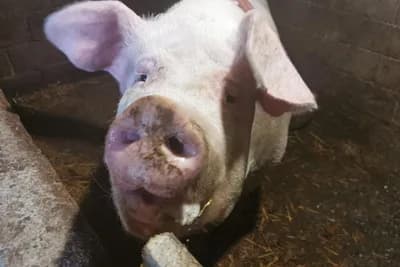 Teška preko 500 kilograma, u cugu oprasila 28 prasića
