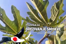 Kako se OREZUJE SMOKVA i kakvo je ZEMLJIŠTE potrebno ovoj voćki