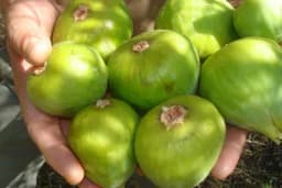 Smokve dvorotke - Donose plodove duži period