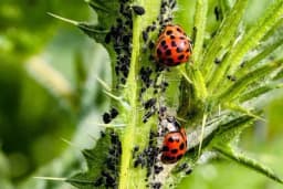 Naučnici dokazali - Bubamare su rješenje za lisne vaši