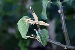 Njega prekalemljenih voćaka