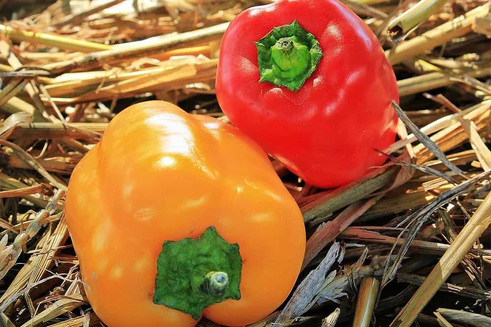 paprika