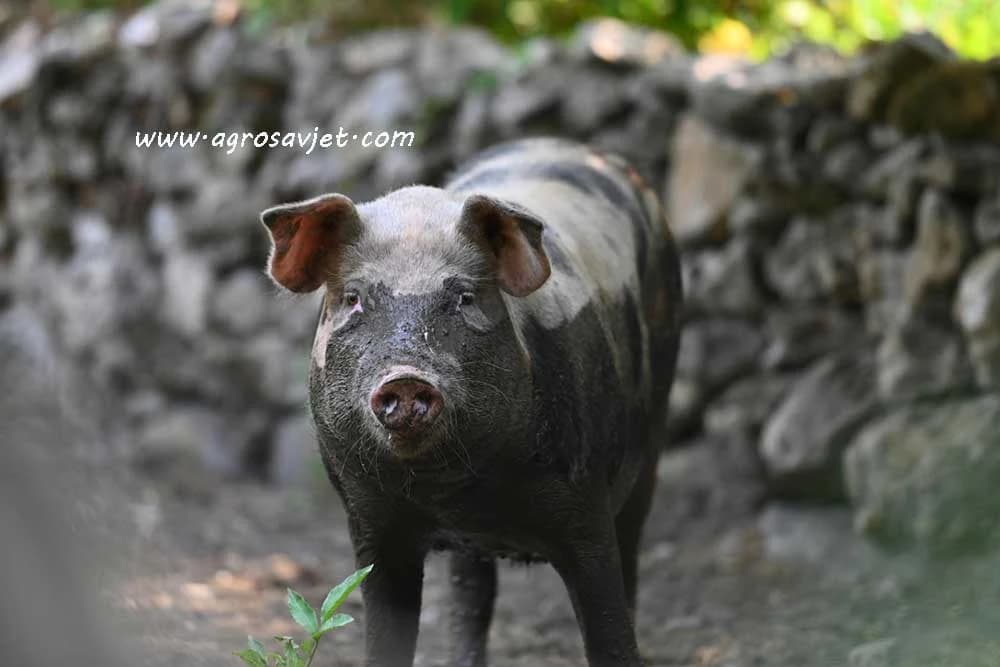 Kožne infekcija svinja, uzrok i posljedica