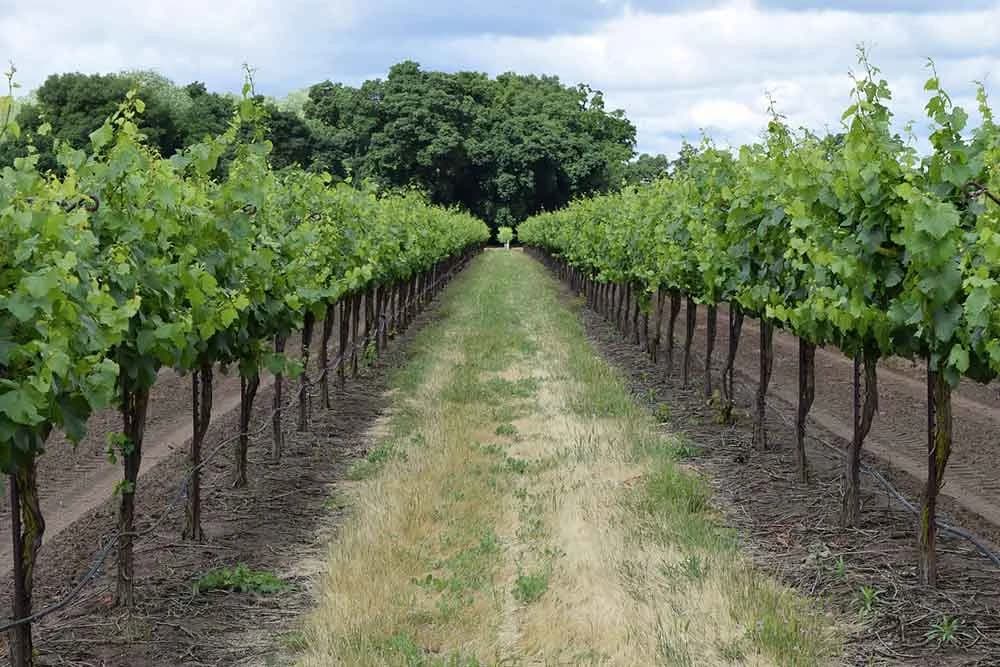 vinograd