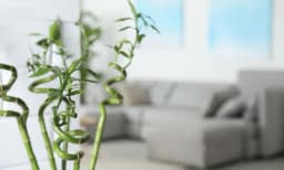 Bambus ima posebno mjesto u domu - Vjeruje se da je srećna biljka, a evo gdje bi trebalo da stoji