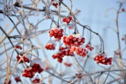 Kako pomoći biljkama da spremne dočekaju zimu?