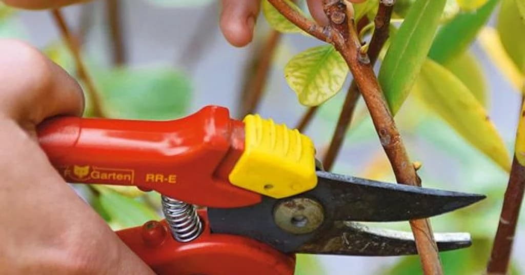 Biljke na balkonu treba obnoviti UPRAVO SADA, inače zaboravite na bogato cvjetanje u proljeće