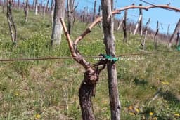 Zimska rezidba vinove loze