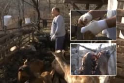 Svetomir golim rukama zadavio vučicu koja mu je napala koze /VIDEO/