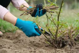 Šest biljaka za orezivanje u martu i samo jedno pravilo koje treba slijediti