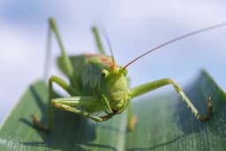 Zdrava grickalica puna proteina: EU proglasila skakavce hranom za ljude