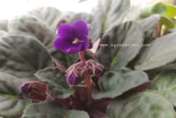 Kako se njeguju AFRIČKE LJUBIČICE? Cvjetaju tokom cijele godine i jedne su od najpopularnijih biljaka na svijetu