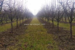 Suzbijanje korova u organskim voćnjacima