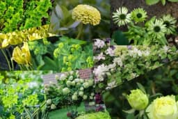 10 biljaka sa zelenim cvjetovima