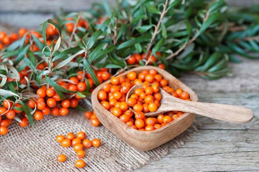 Adaptogene biljke „skeniraju” pa „popravljaju” organizam