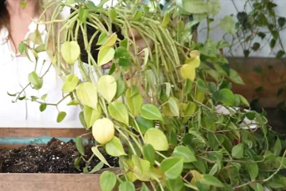 Klasična ZIMSKA GREŠKA koja vam uništava cvijeće, a lako se rješava