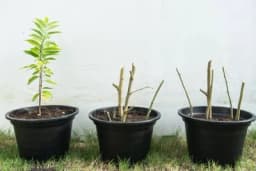 Kako da se reznica ukorijeni svaki put?