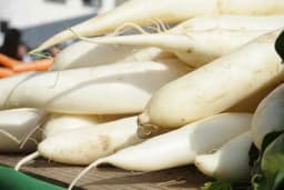 Rotkva - Uzgoj direktnom sjetvom i njega usjeva