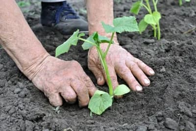 Sjetva i sadnja krastavaca prema mjesečevom kalendaru 2022.