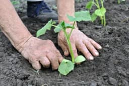 Kako izbjeći "loše komšije" u bašti: Ove 3 biljke koje ne bi trebalo da UZGAJATE PORED KRASTAVACA, uništićete rod očas posla