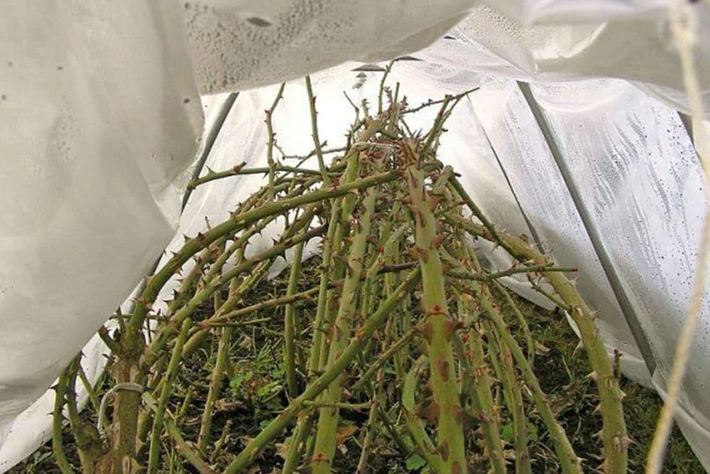 zaštita ruža od izmrzavanja