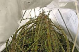 Vrijeme je za uzimanje i sadnju reznica ruža