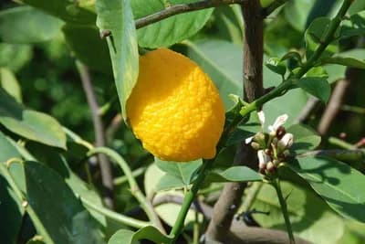 Kalemljenje limuna, narandže i mandarine