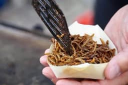 Proizvodnja nije zahtjevna: Koliko je Srbija blizu tome da uvede insekte u ishranu?