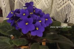 Cvijet kome u januaru treba puno pažnje - afrička ljubičica