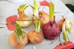 Da li je bezbijedno pojesti crni i bijeli luk koji su proklijali?