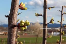 Voćari strahuju od žive u termometru
