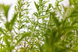 RTANJSKI ČAJ i čubar su jači od INFEKCIJA - Travar otkriva kako ove moćne biljke eliminišu VIRUSE i bakterije