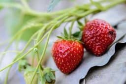 Gajenje jagoda u saksijama - Uzgajajte ih umjesto cvijeća na balkonu