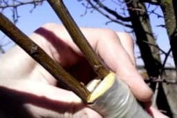 Od čega zavisi uspjeh KALEMLJENJA