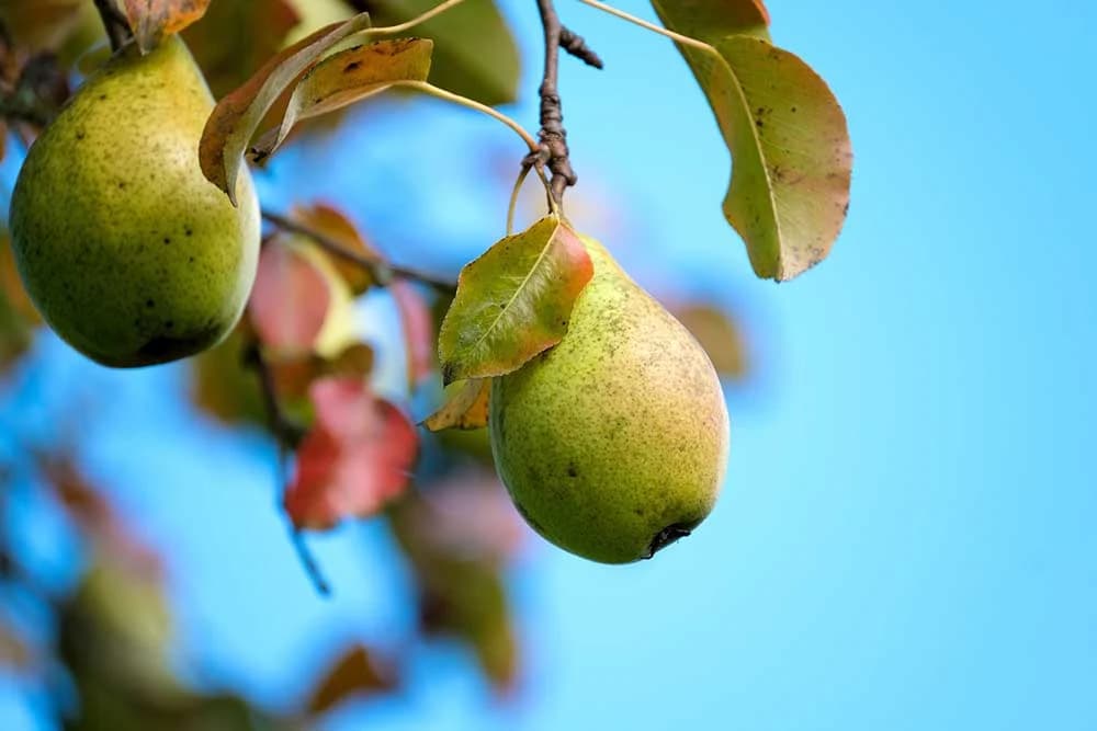 Koliko dugo žive pojedine voćke i koliko dugo rađaju? Evo svih odgovora