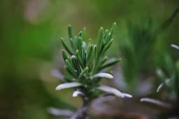 Biljka koja vam treba u kući - Nema štetnih dejstava i djelotvorna je kod brojnih tegoba