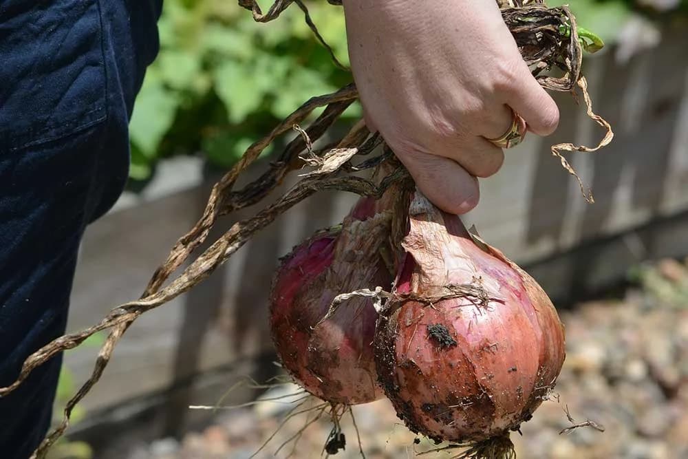 Ne prebira se samo pasulj: Pažljivo s crnim lukom