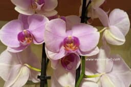 Orhideja vam NE CVIJETA? Evo u čemu je problem i šta morate uraditi