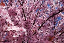 Meoteorolozi objavili veliku prognozu za proljeće