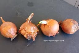 Zašto luk truli i kako to izbjeći?