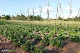 Baštenski način gajenja boranije