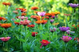 Tajni sastojak iz apoteke preporodiće vaše biljke: Cvjetaće i bujati tokom cijele godine!