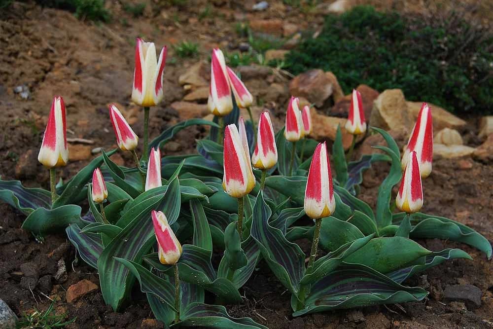 Pripremite baštensku zemlju za sadnju cvijeća - 3 trika za zdravu podlogu i bujne biljke